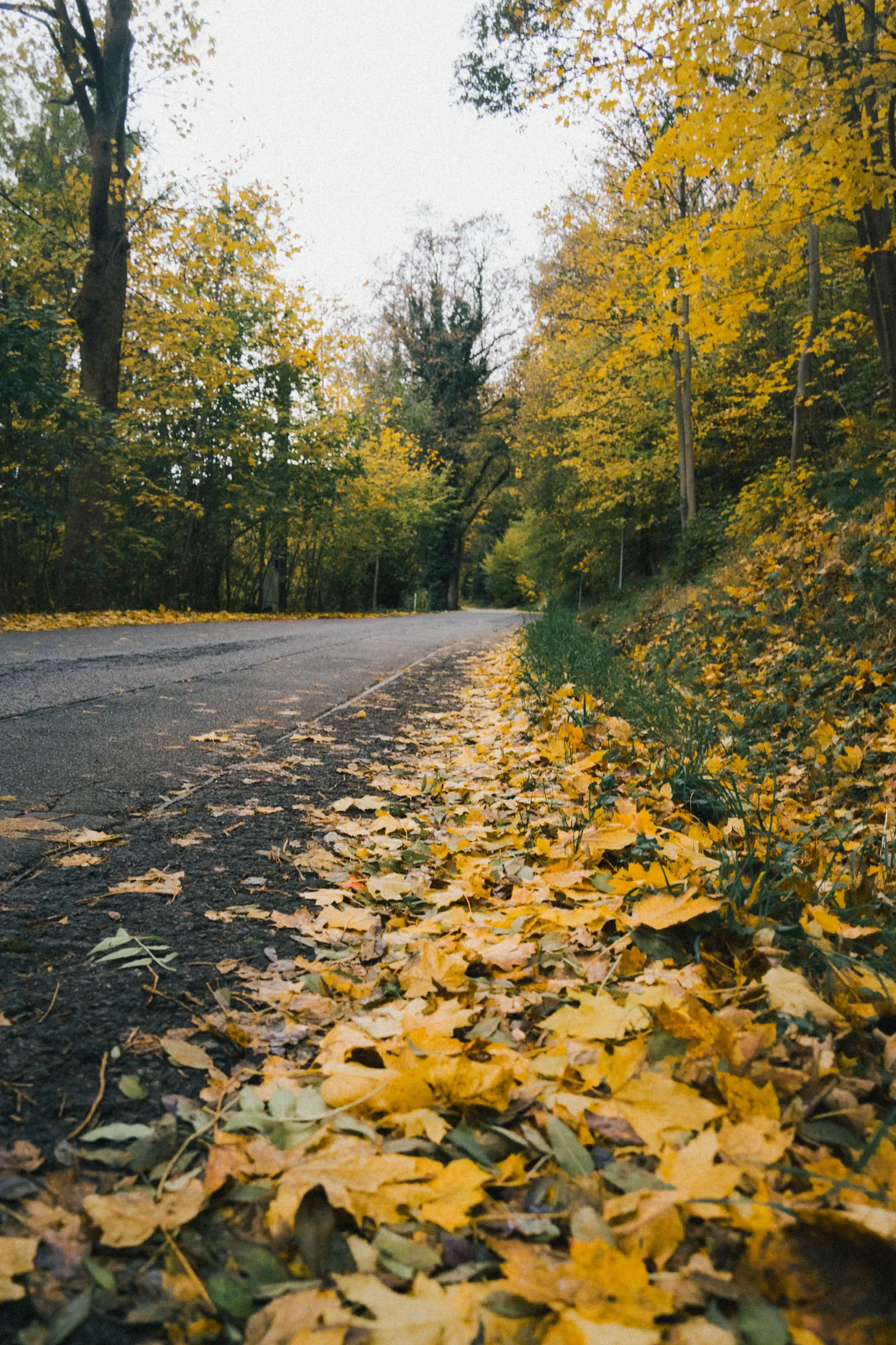 A quiet road lined with tall trees in golden autumn leaves, stretching into the distance