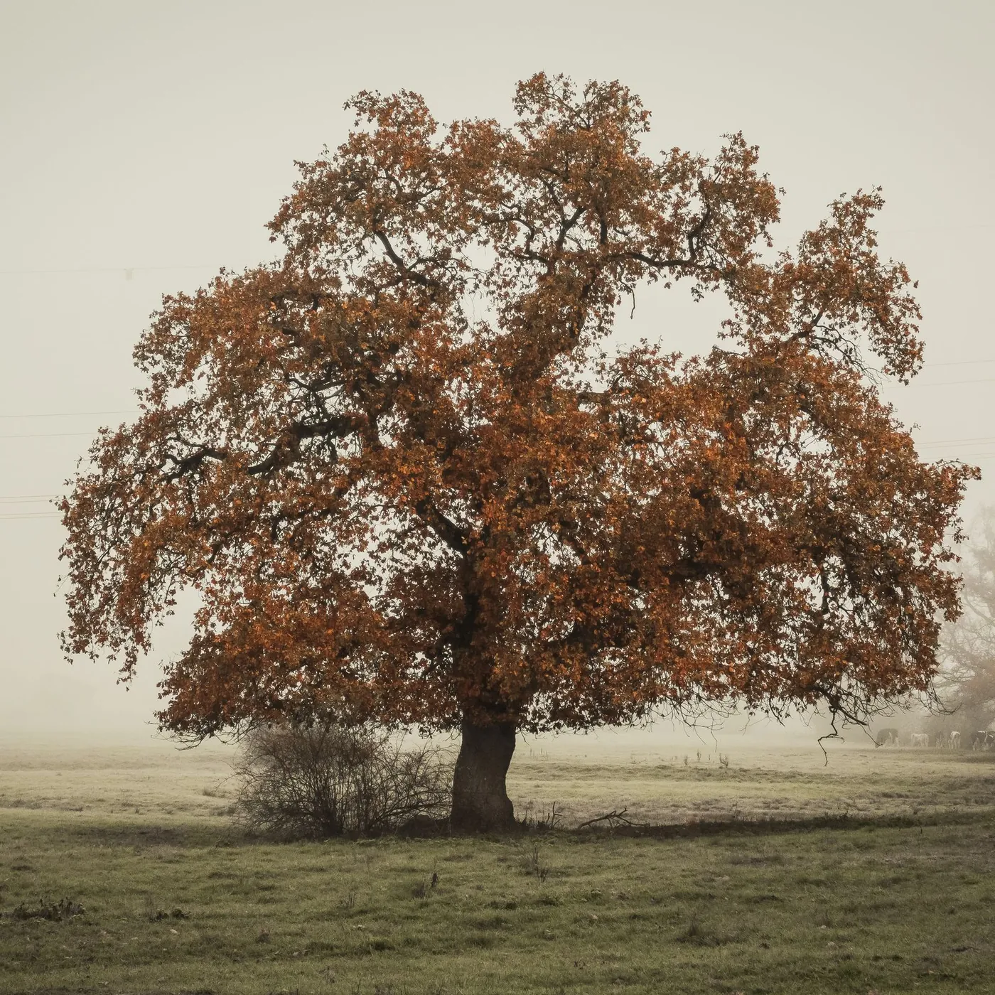 A broad old oak in rust-colored autumn leaf standing alone in a misty meadow, its thick trunk rooted in frosted grass