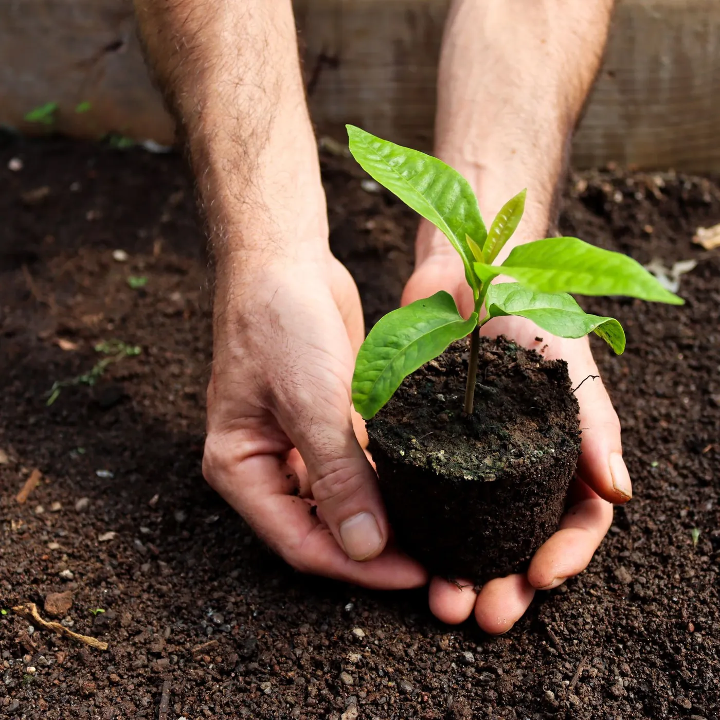 A man's weathered hands cradling a young seedling in a clump of dark soil above a garden bed