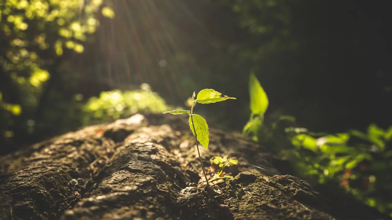 A seedling rooted in the split of a mossy fallen log, backlit so the leaf edges glow, with sunbeams raking down from above.