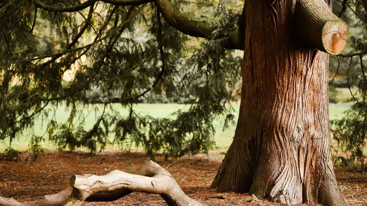 A mature cedar with a fluted red-brown trunk and exposed roots, rust-colored needle litter on the ground around it.